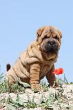 SHAR-PEI 077